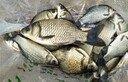 川泽轻口小碎目鲫鱼漂高灵敏纳米浮漂醒目浮标顿口防风浪抗走水鲤鱼漂 DF06-2加粗尾野钓鲫鲤吃铅1.6克 实拍图
