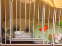 ERGOBABY宠物电热毯L恒温猫用加热垫狗狗取暖器四季猫狗窝保暖防水垫用品 实拍图
