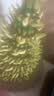 京云梦富贵竹塔盆栽水培绿植年宵盆景转运宝塔节节高8层不含盆源头直发 实拍图