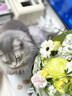 卫仕高醇鲜肉 南极磷虾油美毛猫干粮 成猫幼猫全价冻干拼配猫粮4.5kg 实拍图