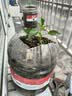 蔬菜苗秧苗大全带土辣椒苗西红柿苗番茄苗四季种植庭院阳台 不辣灯笼椒苗3颗带土球 实拍图