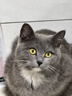 卫仕 五拼冻干全价全阶段猫粮 猫干粮 成猫幼猫高蛋白粮 山海盛宴 6kg 实拍图