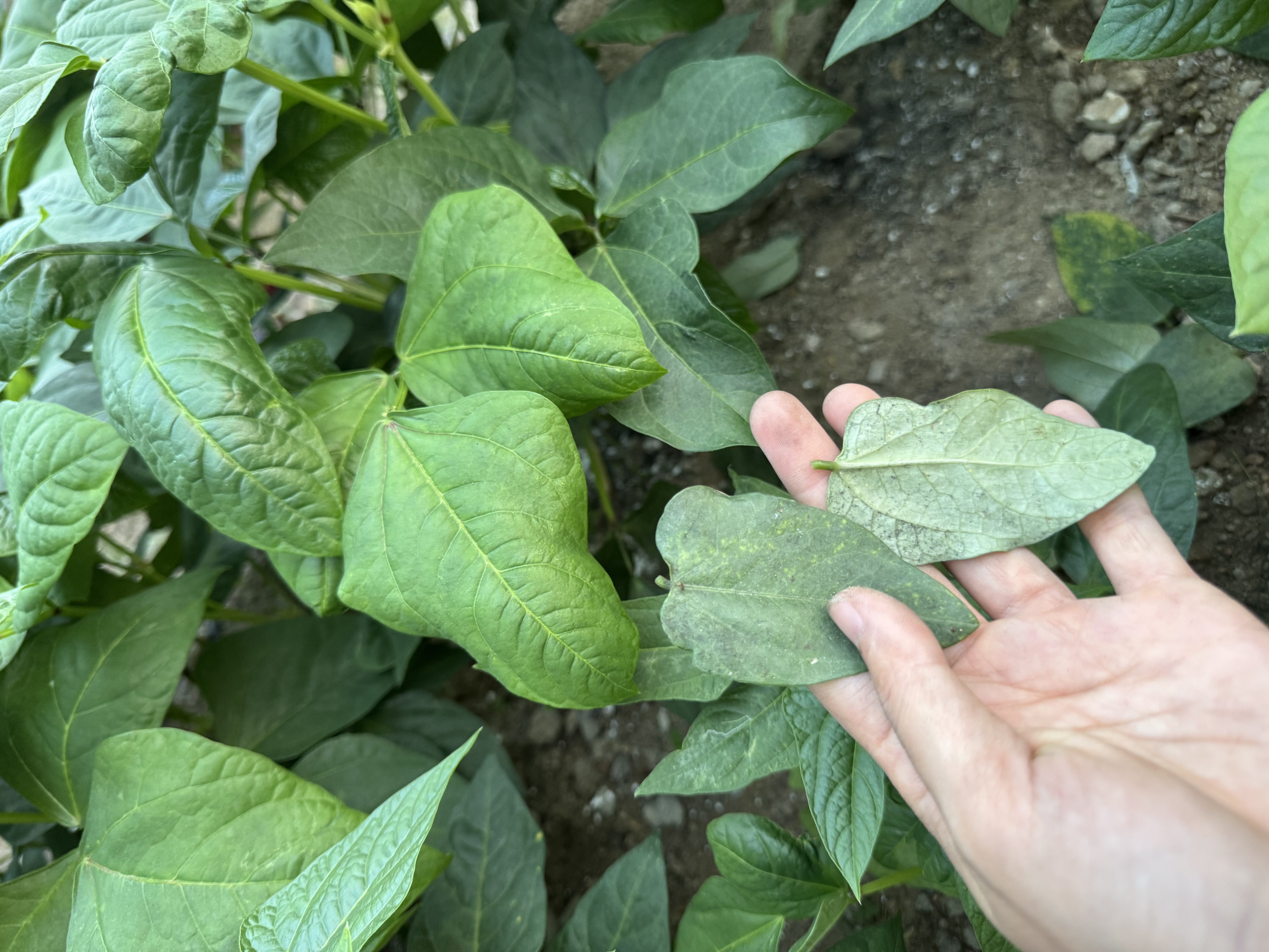 晨光（M&G）小火箭铅笔笔帽 硅胶粗细笔杆通用笔套铅笔延长器学习用品 5个装ABT984F4开学文具 实拍图