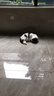【京东快递】猫薄荷球猫玩具自嗨解闷猫咪用品磨牙棒神器逗猫棒 猫薄荷2颗装 实拍图
