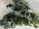新鲜羽衣甘蓝生鲜蔬菜嫩叶云南甘兰芥蓝西餐沙拉榨汁减脂直播间 羽衣甘蓝减脂尝鲜装0.5斤 实拍图