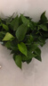 双盟绿萝盆栽除甲醛花卉绿植办公室新房净化空气 120款10盆源头直发 实拍图