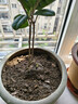 桂花树苗盆栽室内四季桂花卉植物金桂丹桂庭院大树浓香型绿植开花 四季桂花高20-30cm高左右【原土球发货】 实拍图