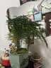 花行榜文竹盆栽绿植物室内客厅中式禅意盆景办公室摆件高端花卉源头直发 实拍图