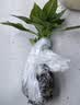 寿禾辣椒苗大全各种椒苗小米椒寿光大型苗场秧苗朝天椒带土蔬菜种子 【香中辣】螺丝椒苗6棵+200g豆粕肥 实拍图