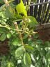 德沃多植物活力素100mL花卉绿植营养液植物生长素盆栽花肥料通用生根液 实拍图