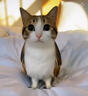 京东京造 全价冻干鹅肉猫粮10kg成猫奶糕幼猫粮猫咪猫粮 实拍图