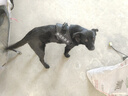 宠德多狗绳狗狗牵引绳遛狗绳胸背带狗链子防爆冲中大型犬金毛拉布拉多 黑色+编织八股绳 M（建议24-46斤） 实拍图