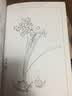 满庭芳 工笔白描百花画谱 实拍图