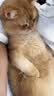 希宝原装进口猫条成猫猫粮猫零食吞拿鱼+海鲜12g*4条软包 实拍图