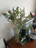 花翁富贵竹水培绿植招财转运室内客厅水养花卉盆栽植物文昌竹源头直发 实拍图