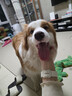 益和（MATCHWELL）狗零食磨牙棒中大型犬狗零食鸡肉鸭肉双拼10寸磨牙棒280g*3囤货装 实拍图