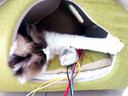 PETSTAR猫房子猫窝四季通用 封闭式猫咪屋可拆洗宠物睡觉的窝 实拍图
