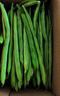 农家四季豆新鲜现摘云南长扁豆角农家应当季蔬菜芸豆现摘菜豆 新鲜四季豆300g 实拍图