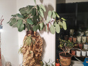 三思植物补光灯仿太阳室内全光谱展翅植物生长灯多肉LED补光灯鱼缸灯 【带调节支架】60W全光谱 实拍图