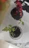 IAM City Farmer小番茄种子儿童种植盆栽学生植物观察杯开学季教师节礼物10031 实拍图