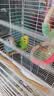 万宠汇 鸟活体虎皮鹦鹉笼养牡丹玄风活鸟学说话手养小太阳鹦鹉宠物鹦鹉 蓝色虎皮+绿色虎皮（一公一母） 实拍图