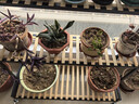 密林现代简约花架落地阳台铁艺客厅家用装饰花架盆景架 100cm三层黑 实拍图