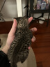 珍致猫罐头刺身罐85g*24罐金罐猫零食猫湿粮泰国进口金枪鱼肉块 实拍图
