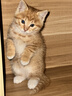 舒腾中华田园小猫咪活体田园猫宠物家养猫咪橘猫幼猫活体土猫狸花猫咪 田园级 橘猫 公（幼猫两个月左右） 实拍图