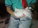 朗缤 兔子活体宠物兔活体新西兰肉兔公主兔小白荷兰侏儒活物兔子宠物 白色侏儒公主兔1只 实拍图