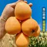 【精品果】云南蒙自甜枇杷新鲜水果当季长虹枇杷现摘树上熟整箱 带箱5斤尝鲜装（单果重30克+） 实拍图