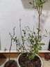四万公里蓝莓树苗莱格西果树树苗南北方种植庭院阳台盆栽地栽源头直发 实拍图