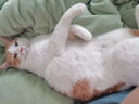 喔喔（WOWO）猫粮成猫 全价无谷冻干生骨肉全价猫粮 富含IgY黄金蛋白 美毛滋养 【尝鲜】冻干生骨肉1.8kg（新效期） 实拍图