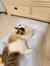 乐优派夏季猫窝狗窝四季通用垫子空调窝宠物窝冰丝睡垫可拆洗冰豆豆窝-L 实拍图