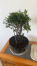 御春阁小叶紫檀树苗黑骨茶室内阳台盆栽花卉绿植耐寒四季常青微景观桩形 老桩5-6根一盆50厘米左右 实拍图