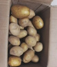 【今年新货】黄心土豆新鲜当季农家自种沙地粉糯黄心鲜土豆马铃薯 【黄皮土豆现挖新货】带箱9-10斤 实拍图