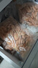 鲜生说 熟冻头籽北极甜虾 净重2斤/盒 150-180只小规格甜虾 海鲜 冰虾 实拍图