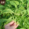 北蔬 冰菜种子苗水晶冰草阳台种盆栽四季蔬菜种籽 水晶冰菜种子1000粒 实拍图