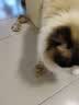 HELLOJOY猫玩具天然兔毛球猫薄荷丰容玩具小猫逗猫棒猫咪玩具自嗨解闷神器 实拍图