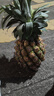 广东徐闻香水菠萝新鲜水果生鲜热带孕妇水果整箱包邮 【限时低价】1个装  净重650g起 实拍图