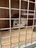 暮秋小主龙猫活物 龙猫活体幼崽宠物毛丝鼠亲人可爱家养网红活宠疫苗齐全 银斑弟弟【热度高】 实拍图