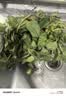 园艺 红薯苗蜜薯苗山东烟薯25苗地瓜苗西瓜红六鳌蜜薯紫薯苗脱毒红薯苗 烟薯25苗50棵 0.1斤 实拍图