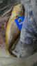 三都港 冷冻黄花鱼净重600g/2条装 宁德大黄鱼 海鱼 生鲜鱼类 海鲜水产 实拍图
