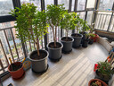 德沃多控根透明花盆16(含托)*3个园艺绿植盆栽种植盆花卉种菜多肉塑料盆 实拍图