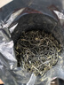 乐品乐茶茶叶特级毛尖绿茶明前春茶嫩芽2026新茶自己喝礼盒装送礼袋250g 实拍图