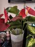 水培植物绿植室内水养白掌花卉盆栽竹芋绿萝办公室四季水生富贵竹 银皇后2株（不含盆） 实拍图