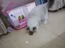 HELLOJOY猫玩具天然兔毛球猫薄荷丰容玩具小猫逗猫棒猫咪玩具自嗨解闷神器 实拍图