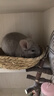 憨憨宠兔子窝草窝龙猫天竺鼠豚鼠荷兰猪草垫兔窝鸟窝鸟巢鸽子窝兔子用品 兔子窝（单个装） 晒单实拍图