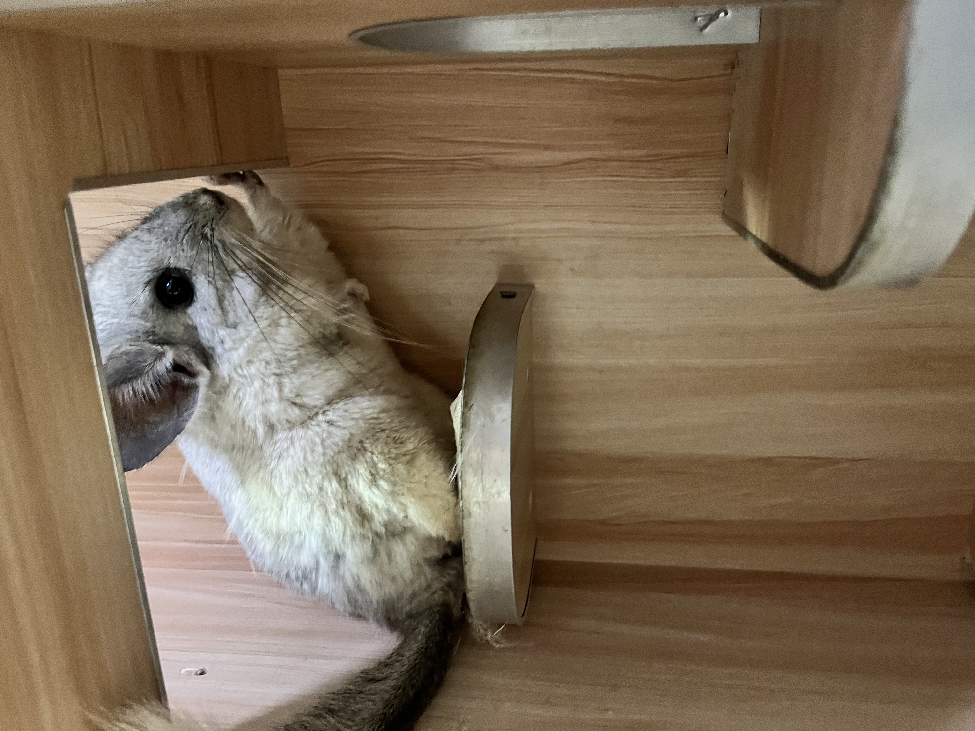 暮秋小主龙猫活物 龙猫活体幼崽宠物毛丝鼠亲人可爱家养网红活宠疫苗齐全 银斑弟弟【热度高】 实拍图