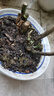 玫瑰花苗老桩绿植物盆栽月季蔷薇老根室内外阳台庭院特大花卉四季 13洛神（老桩苗四季开花） 实拍图