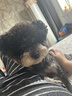 比瑞吉狗粮成犬粮俱乐部系列海苔呵护被毛山药鲣鱼全价鸡肉牛肉双拼10kg 实拍图